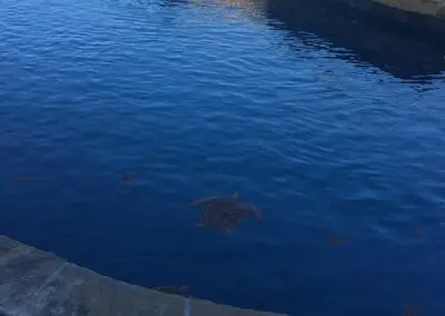 Backyard freeform blue swimming pool with stone spa and waterfall